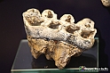 VBS_9179 - Museo Paleontologico - Asti